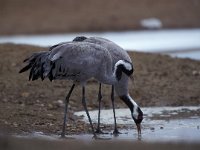 Grus grus 9, Kraanvogel, Saxifraga-Arie de Knijff