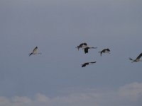 Grus grus 97, Kraanvogel, Saxifraga-Jan Nijendijk