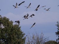 Grus grus 99, Kraanvogel, Saxifraga-Jan Nijendijk