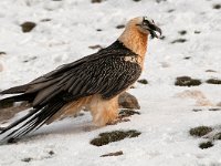 Gypaetus barbatus 16, Baardgier, Saxifraga-Joerg Mager