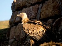 Gyps fulvus 106, Vale gier, Saxifraga-Bart Vastenhouw