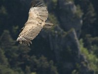 Gyps fulvus 16, Vale gier, Saxifraga-Jan van der Straaten