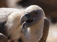 Gyps fulvus 2, Vale gier, Saxifraga-Bart Vastenhouw