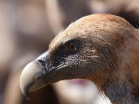 Gyps fulvus 20, Vale gier, Saxifraga-Bart Vastenhouw