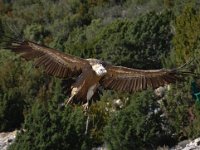 Gyps fulvus 31, Vale gier, Saxifraga-Bart Vastenhouw