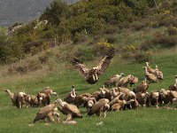 Gyps fulvus 51, Vale gier, Saxifraga-Martin Mollet