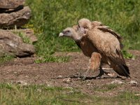 Gyps fulvus 60, Vale gier, Saxifraga-Joerg Mager