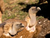 Gyps fulvus 74, Vale gier, Saxifraga-Bart Vastenhouw