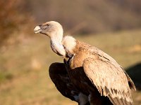 Gyps fulvus 91, Vale gier, Saxifraga-Bart Vastenhouw