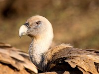 Gyps fulvus 98, Vale gier, Saxifraga-Bart Vastenhouw