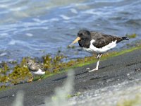 Haematopus ostralegus 101, Scholekster, Saxifraga-Tom Heijnen