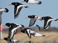 Haematopus ostralegus 104, Scholekster, Saxifraga-Tom Heijnen