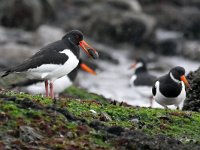 Haematopus ostralegus 105, Scholekster, Saxifraga-Tom Heijnen