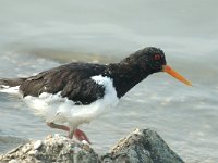 Haematopus ostralegus 15, Scholekster, Saxifraga-Jan van der Straaten