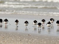 Haematopus ostralegus 16, Scholekster, Saxifraga-Piet Munsterman