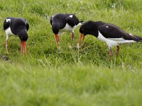 Haematopus ostralegus 2, Scholekster, display, Saxifraga-Piet Munsterman