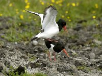 Haematopus ostralegus 20, Scholekster, Saxifraga-Piet Munsterman