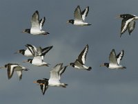 Haematopus ostralegus 23, Scholekster, Saxifraga-Piet Munsterman