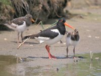 Haematopus ostralegus 30, Scholekster, Saxifraga-Piet Munsterman