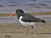 Haematopus ostralegus 35, Scholekster, Saxifraga-Ab H Baas