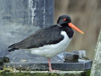 Haematopus ostralegus 37, Scholekster, Saxifraga-Ab H Baas