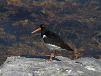 Haematopus ostralegus 42, Scholekster, Saxifraga-Jan van der Straaten