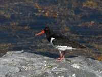 Haematopus ostralegus 43, Scholekster, Saxifraga-Jan van der Straaten