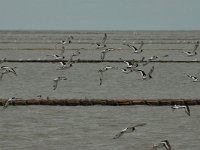 Haematopus ostralegus 51, Scholekster, Saxifraga-Bas Klaver