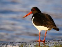 Haematopus ostralegus 57, Scholekster, Saxifraga-Bart Vastenhouw