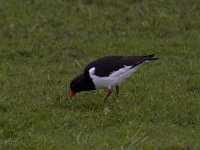 Haematopus ostralegus 65, Scholekster, Saxifraga-Jan Nijendijk