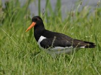 Haematopus ostralegus 68, Scholekster, Saxifraga-Luuk Vermeer