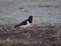 Haematopus ostralegus 71, Scholekster, Saxifraga-Luuk Vermeer