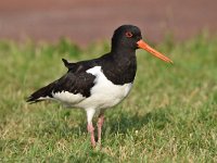 Haematopus ostralegus 83, Scholekster, Saxifraga-Luuk Vermeer