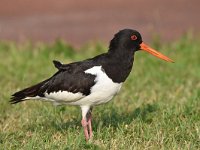 Haematopus ostralegus 84, Scholekster, Saxifraga-Luuk Vermeer