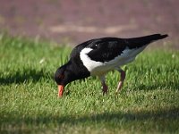 Haematopus ostralegus 86, Scholekster, Saxifraga-Luuk Vermeer