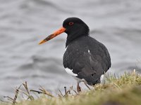 Haematopus ostralegus 88, Scholekster, Saxifraga-Luuk Vermeer