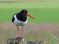 Haematopus ostralegus 89, Scholekster, Saxifraga-Luuk Vermeer