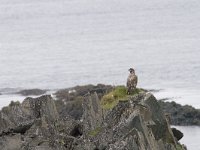 Haliaeetus albicilla 11, Zeearend, Saxifraga-Mark Zekhuis