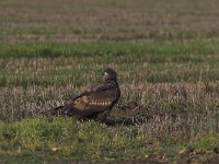 Haliaeetus albicilla 25, Zeearend, Saxifraga-Martin Mollet