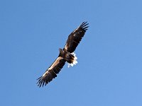 Haliaeetus albicilla 30, Zeearend, Saxifraga-Hans Dekker