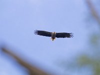 Haliaeetus albicilla 33, Zeearend, Saxifraga-Mark Zekhuis