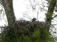 Haliaeetus albicilla 41, Zeearend, Saxifraga-Mark Zekhuis