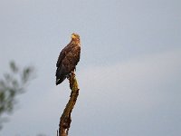 Haliaeetus albicilla 60, Zeearend, Saxifraga-Hans Dekker