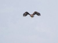 Haliaeetus albicilla 90, Zeearend, Saxifraga-Tom Heijnen