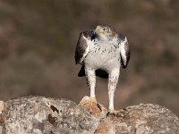 Hieraaetus fasciatus 2, Havikarend, Saxifraga-Joerg Mager