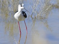 Himantopus himantopus 100, Steltkluut, Saxifraga-Tom Heijnen