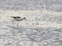 Himantopus himantopus 103, Steltkluut, Saxifraga-Tom Heijnen