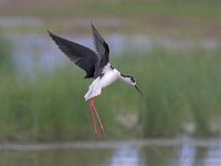 Himantopus himantopus 12, Steltkluut, Saxifraga-Luc Hoogenstein