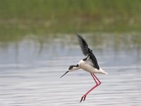 Himantopus himantopus 14, Steltkluut, Saxifraga-Luc Hoogenstein