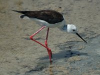 Himantopus himantopus 16, Steltkluut, Saxifraga-Jan van der Straaten